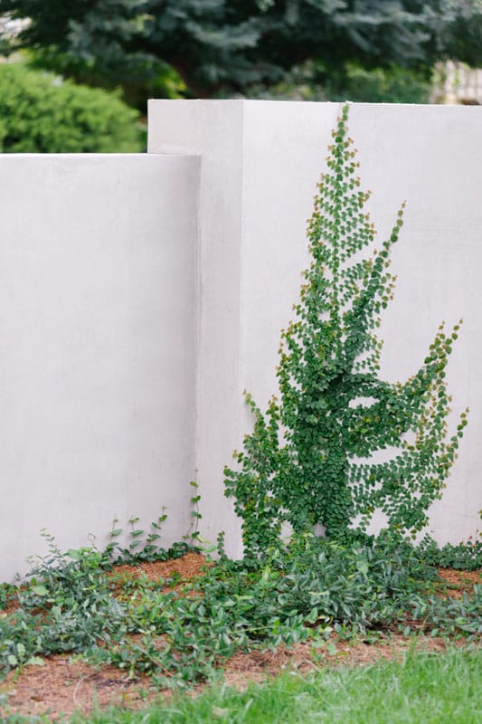 a fern tree next to a custom concrete wall