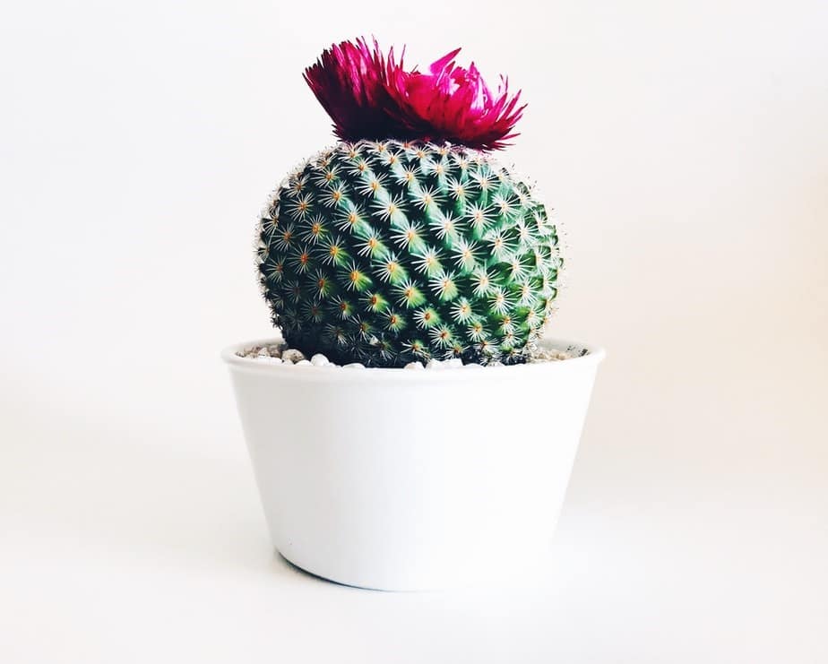 picture of a ball cactus in a white pot