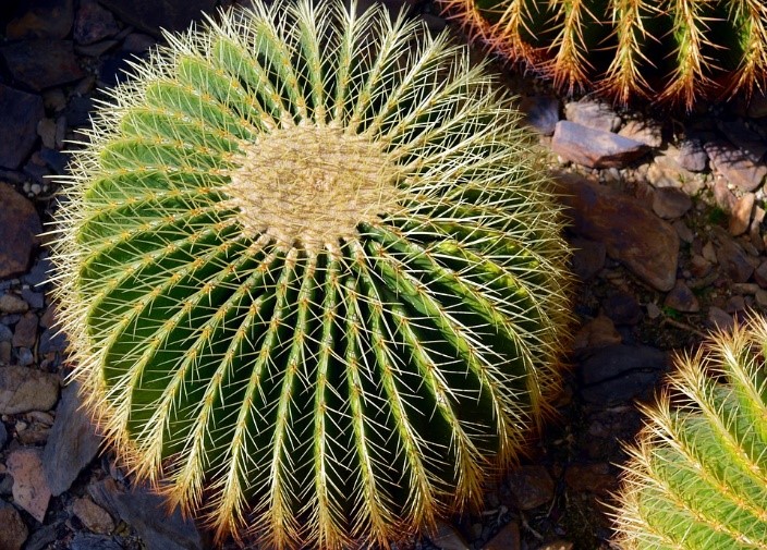 close up picture of a ball cactus