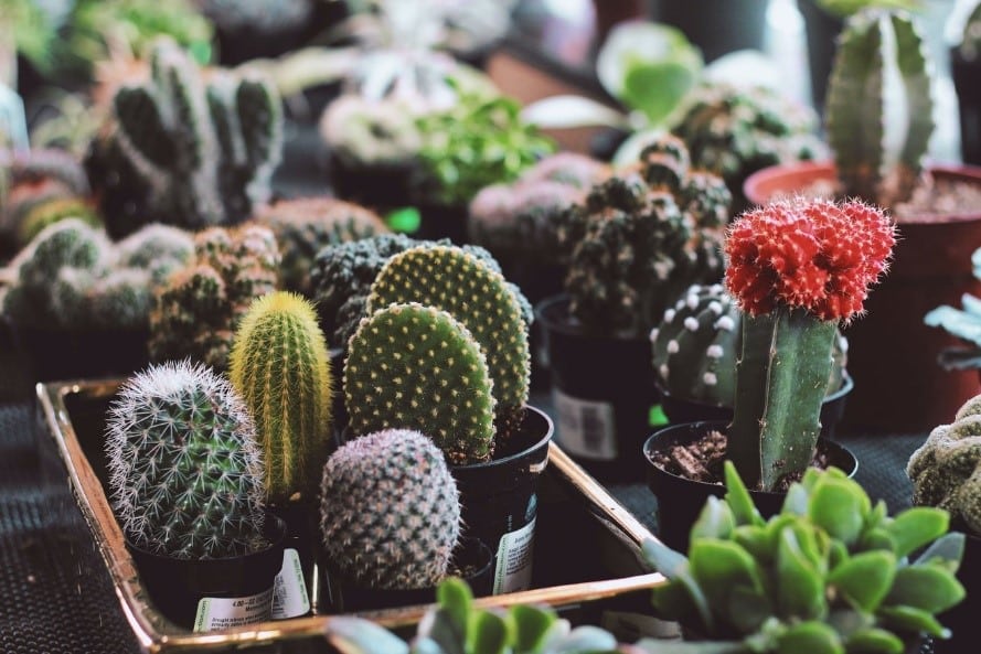 picture of different cacti inside a shop