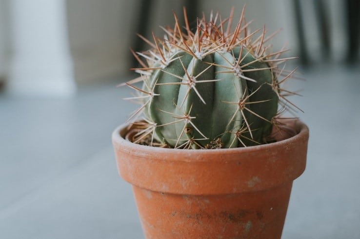 picture of a ball cactus inside a terracotta pot